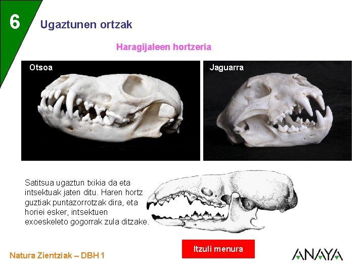 UNIDAD 6 3 Ugaztunen ortzak Haragijaleen hortzeria Otsoa Jaguarra Satitsua ugaztun txikia da eta