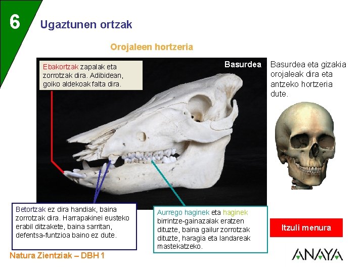 UNIDAD 6 3 Ugaztunen ortzak Orojaleen hortzeria Ebakortzak zapalak eta zorrotzak dira. Adibidean, goiko