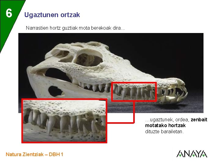 UNIDAD 6 3 Ugaztunen ortzak Narrastien hortz guztiak mota berekoak dira. . . …ugaztunek,
