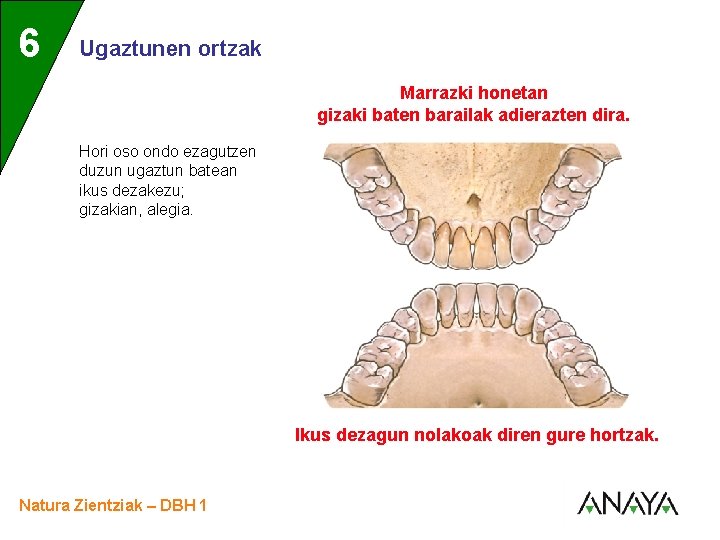UNIDAD 6 3 Ugaztunen ortzak Marrazki honetan gizaki baten barailak adierazten dira. Hori oso