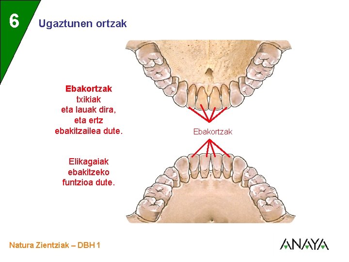 UNIDAD 6 3 Ugaztunen ortzak Ebakortzak txikiak eta lauak dira, eta ertz ebakitzailea dute.