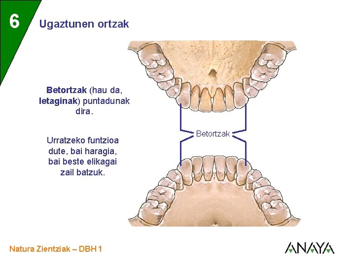 UNIDAD 6 3 Ugaztunen ortzak Betortzak (hau da, letaginak) puntadunak dira. Urratzeko funtzioa dute,