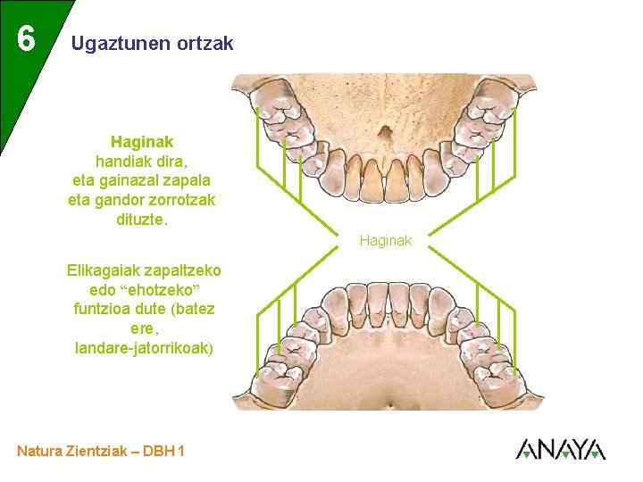 UNIDAD 6 3 Ugaztunen ortzak Haginak handiak dira, eta gainazal zapala eta gandor zorrotzak