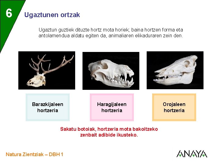 UNIDAD 6 3 Ugaztunen ortzak Ugaztun guztiek dituzte hortz mota horiek; baina hortzen forma