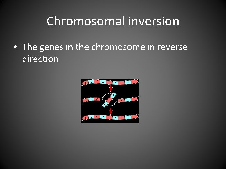 Chromosomal inversion • The genes in the chromosome in reverse direction 