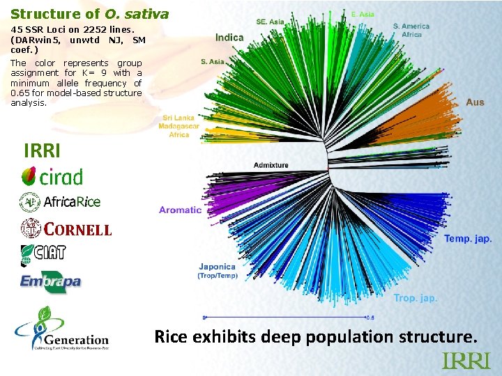 Structure of O. sativa 45 SSR Loci on 2252 lines. (DARwin 5, unwtd NJ,