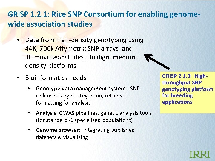 GRi. SP 1. 2. 1: Rice SNP Consortium for enabling genomewide association studies •