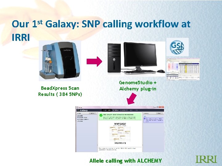 Our 1 st Galaxy: SNP calling workflow at IRRI Bead. Xpress Scan Results (