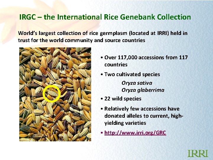 IRGC – the International Rice Genebank Collection World’s largest collection of rice germplasm (located