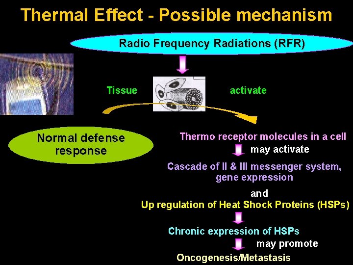 Thermal Effect - Possible mechanism Radio Frequency Radiations (RFR) Tissue Normal defense response activate