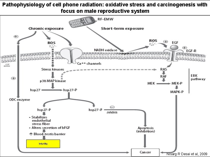 Pathophysiology of cell phone radiation: oxidative stress and carcinogenesis with focus on male reproductive