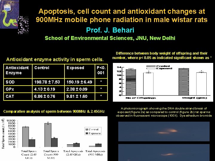 Apoptosis, cell count and antioxidant changes at 900 MHz mobile phone radiation in male