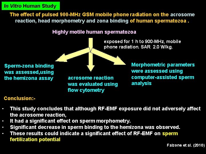 In Vitro Human Study The effect of pulsed 900 -MHz GSM mobile phone radiation