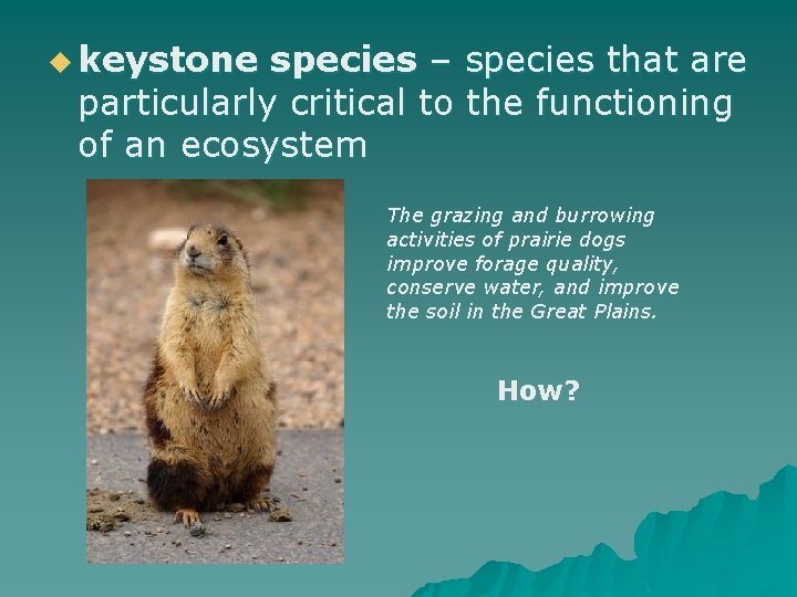 u keystone species – species that are particularly critical to the functioning of an