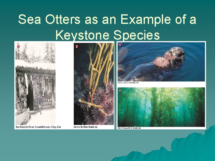 Sea Otters as an Example of a Keystone Species 