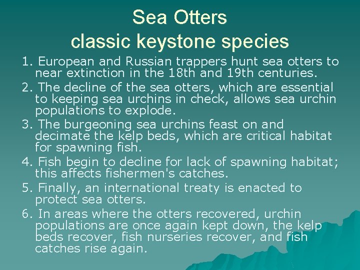 Sea Otters classic keystone species 1. European and Russian trappers hunt sea otters to