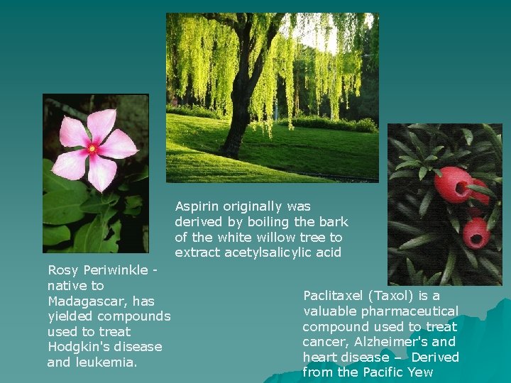 Aspirin originally was derived by boiling the bark of the white willow tree to