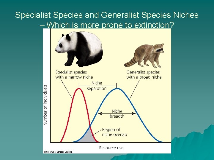 Specialist Species and Generalist Species Niches – Which is more prone to extinction? 