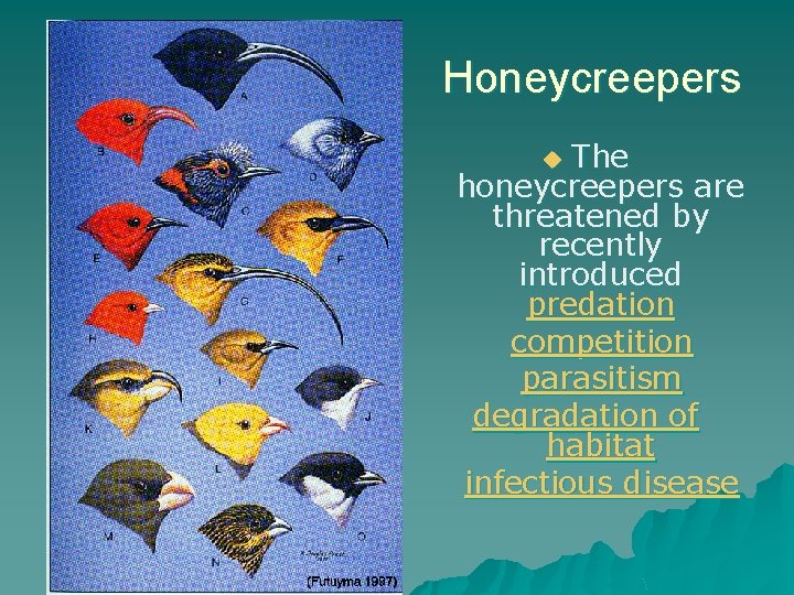 Honeycreepers The honeycreepers are threatened by recently introduced predation competition parasitism degradation of habitat