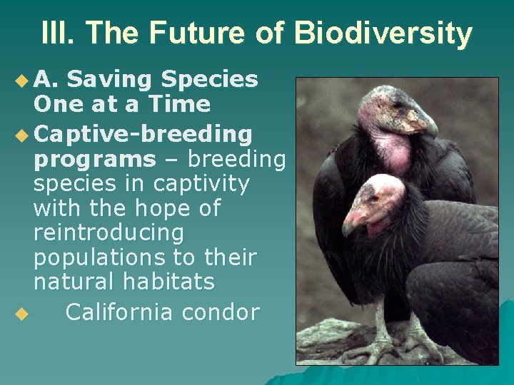 III. The Future of Biodiversity u A. Saving Species One at a Time u