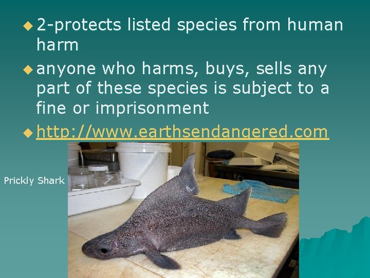 u 2 -protects listed species from human harm u anyone who harms, buys, sells