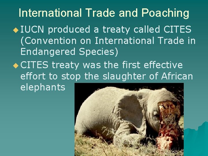 International Trade and Poaching u IUCN produced a treaty called CITES (Convention on International