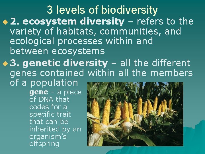 u 2. 3 levels of biodiversity ecosystem diversity – refers to the variety of