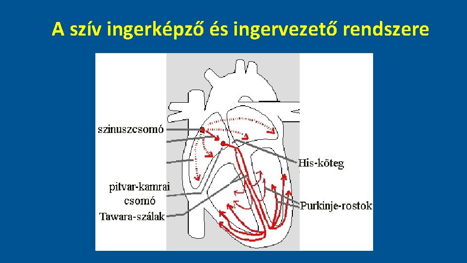 A szív ingerképző és ingervezető rendszere 