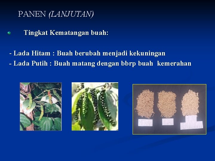 PANEN (LANJUTAN) Tingkat Kematangan buah: - Lada Hitam : Buah berubah menjadi kekuningan -