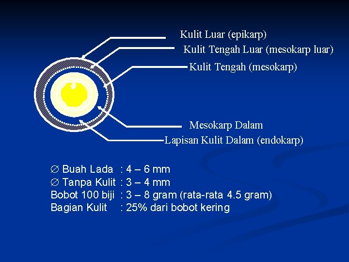 Kulit Luar (epikarp) Kulit Tengah Luar (mesokarp luar) Kulit Tengah (mesokarp) Mesokarp Dalam Lapisan