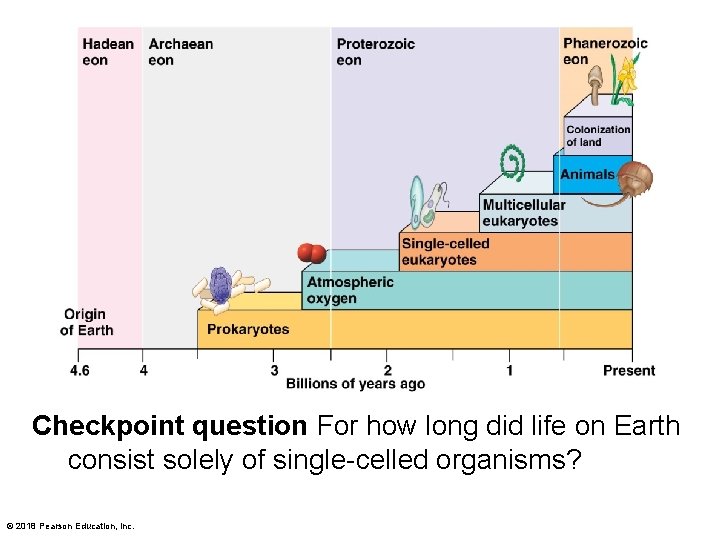 Checkpoint question For how long did life on Earth consist solely of single-celled organisms?