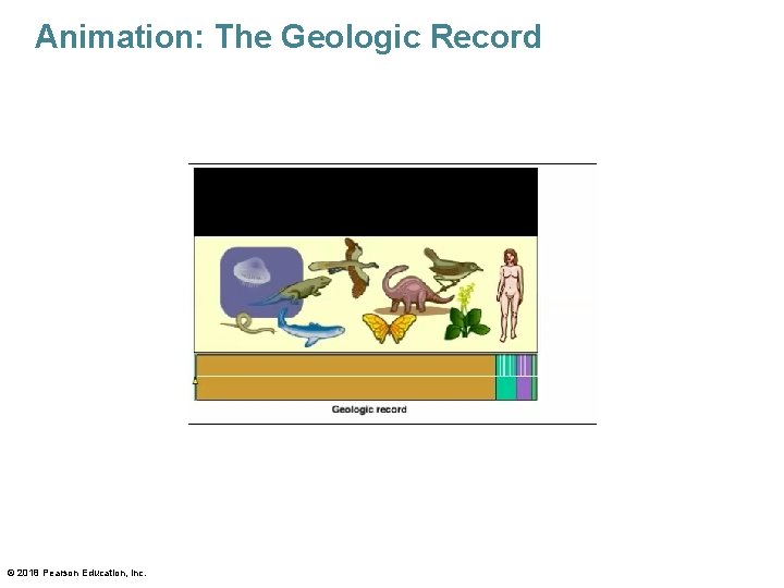 Animation: The Geologic Record © 2018 Pearson Education, Inc. 