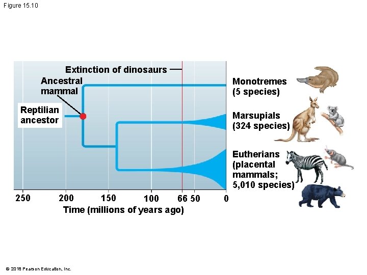 Figure 15. 10 Extinction of dinosaurs Ancestral mammal Monotremes (5 species) Reptilian ancestor Marsupials