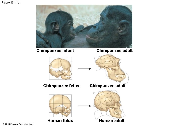 Figure 15. 11 b Chimpanzee infant Chimpanzee fetus © 2018 Pearson Education, Inc. Human