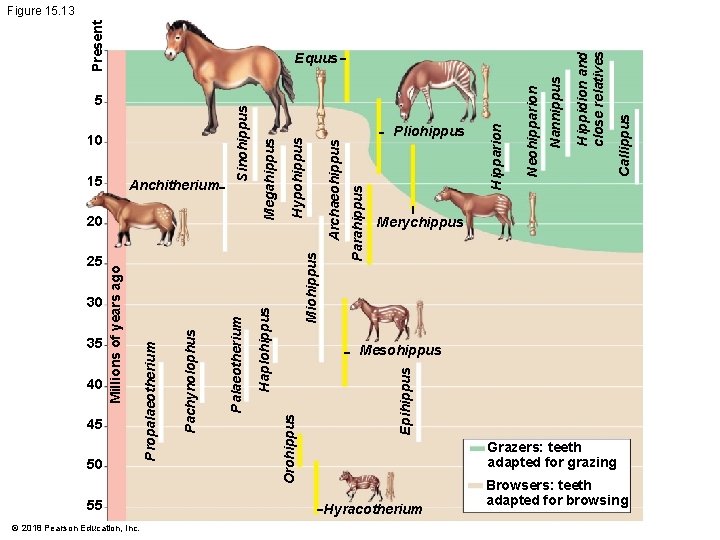 30 35 40 45 50 55 © 2018 Pearson Education, Inc. Epihippus Archaeohippus Hypohippus