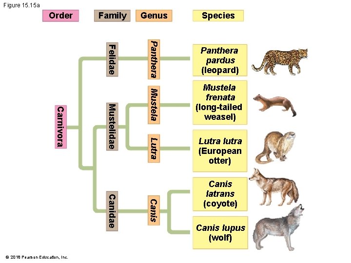 Figure 15. 15 a Genus Species Panthera pardus (leopard) Mustela frenata (long-tailed weasel) Lutra
