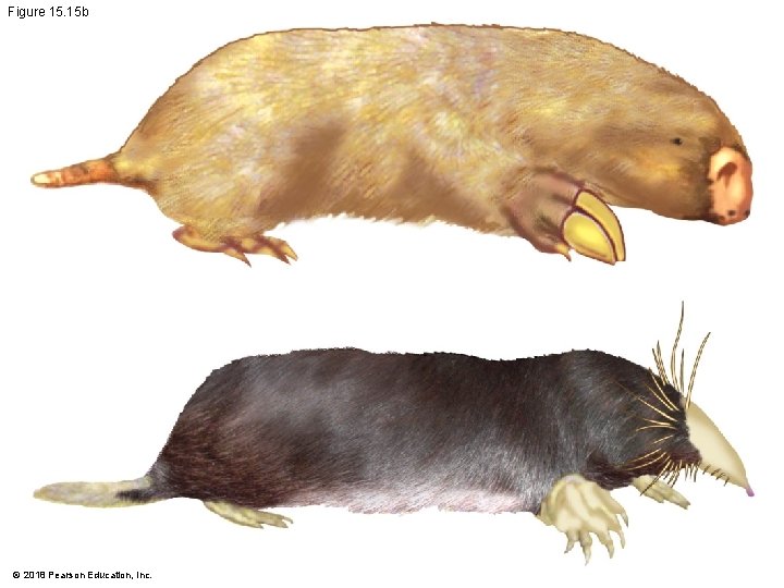 Figure 15. 15 b © 2018 Pearson Education, Inc. 