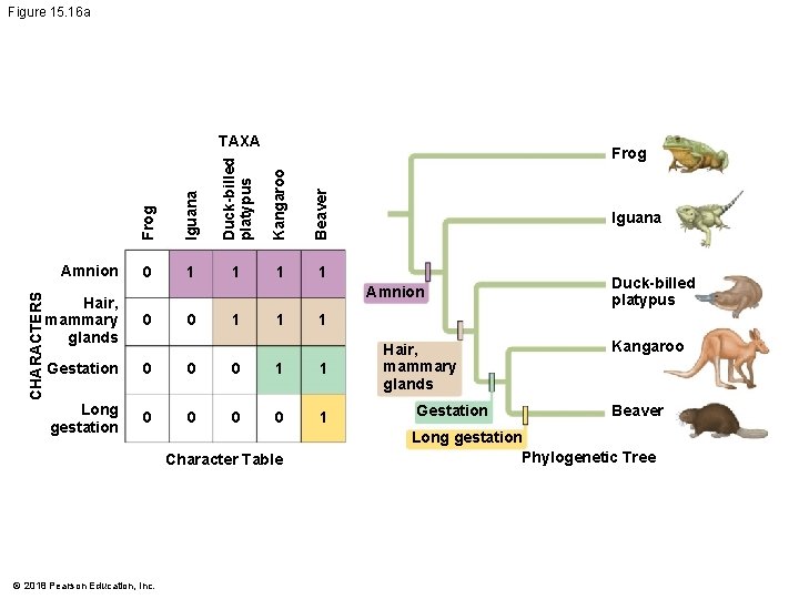 Figure 15. 16 a TAXA CHARACTERS Frog Iguana Duck-billed platypus Kangaroo Beaver Amnion Frog