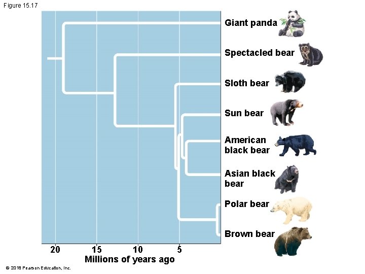 Figure 15. 17 Giant panda Spectacled bear Sloth bear Sun bear American black bear