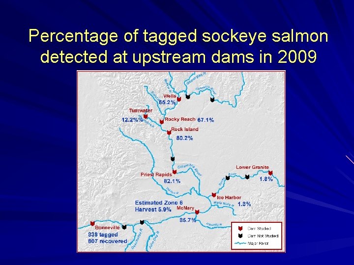 Percentage of tagged sockeye salmon detected at upstream dams in 2009 