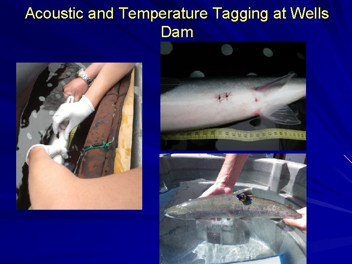 Acoustic and Temperature Tagging at Wells Dam 