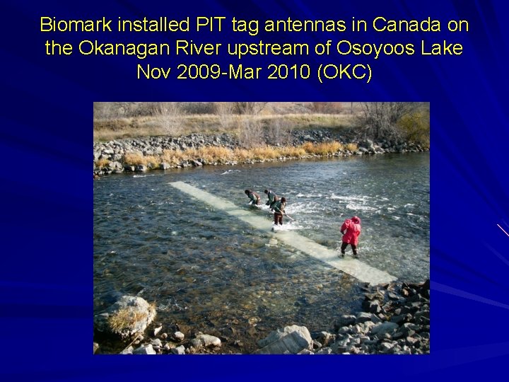 Biomark installed PIT tag antennas in Canada on the Okanagan River upstream of Osoyoos