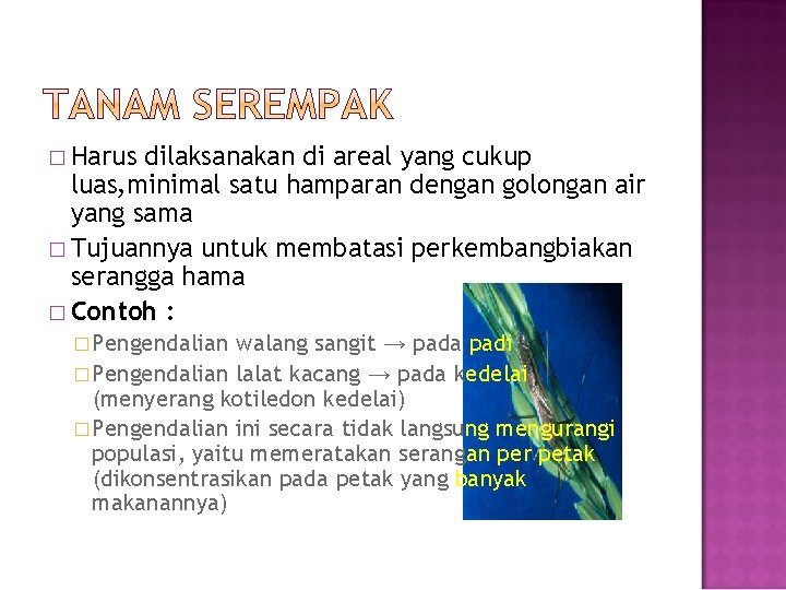 � Harus dilaksanakan di areal yang cukup luas, minimal satu hamparan dengan golongan air � Harus dilaksanakan di areal yang cukup luas, minimal satu hamparan dengan golongan air