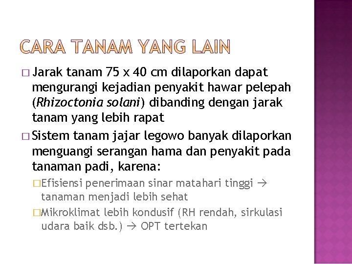 � Jarak tanam 75 x 40 cm dilaporkan dapat mengurangi kejadian penyakit hawar pelepah