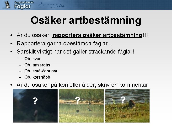 Osäker artbestämning • Är du osäker, rapportera osäker artbestämning!!! • Rapportera gärna obestämda fåglar.