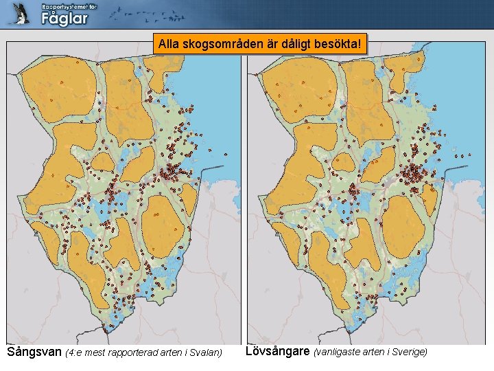 Alla skogsområden är dåligt besökta! Sångsvan (4: e mest rapporterad arten i Svalan) Lövsångare