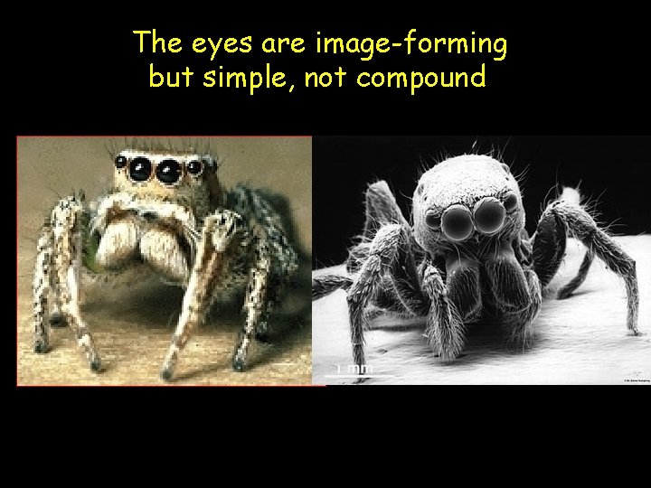 The eyes are image-forming but simple, not compound 