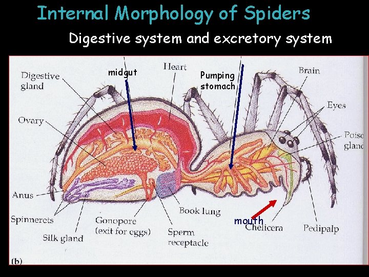 Internal Morphology of Spiders Digestive system and excretory system midgut Pumping stomach mouth 