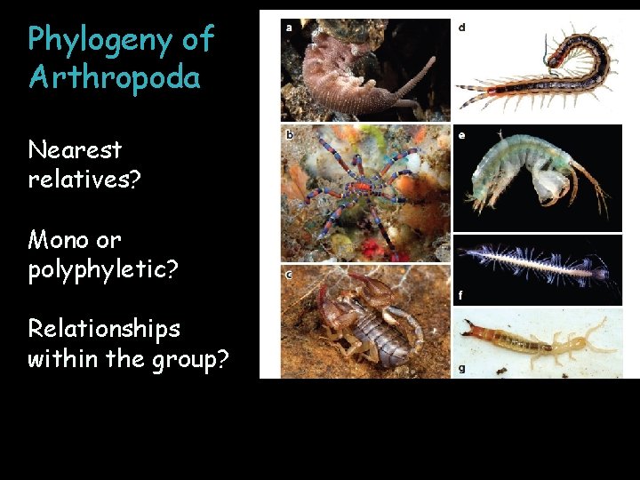 Phylogeny of Arthropoda Nearest relatives? Mono or polyphyletic? Relationships within the group? 