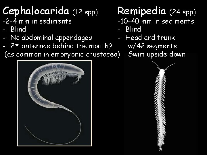 Cephalocarida (12 spp) Remipedia (24 spp) -2 -4 mm in sediments -10 -40 mm